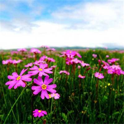 澳门精准正版资料大全下载手机版